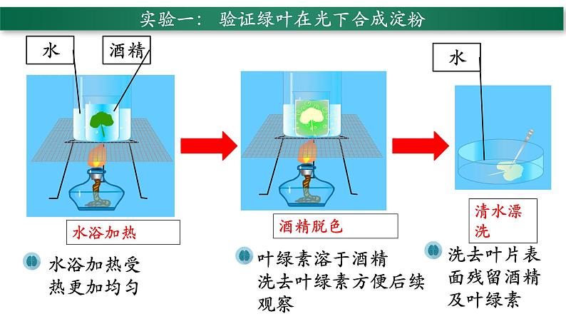 3.4+绿色植物是生物圈中有机物的制造者-【精华备课】2023-2024学年七年级生物上册同步教学课件（人教版）06