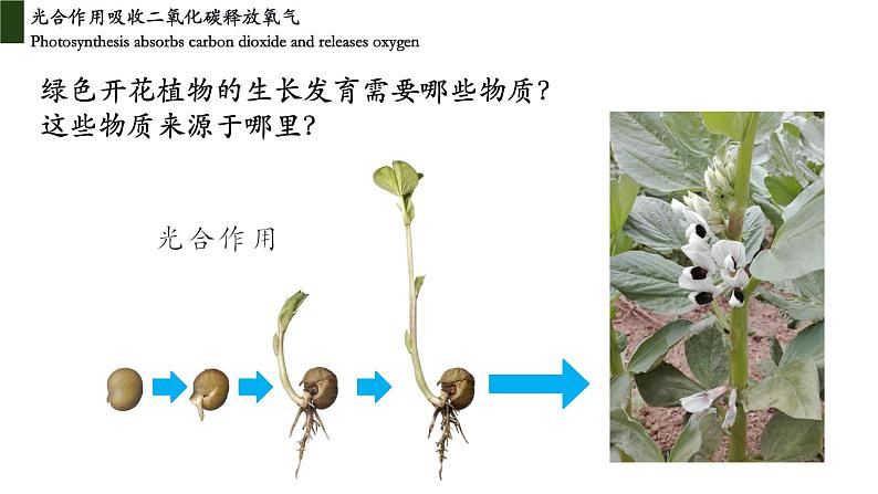 3.5.1 光合作用吸收二氧化碳释放氧气第2页