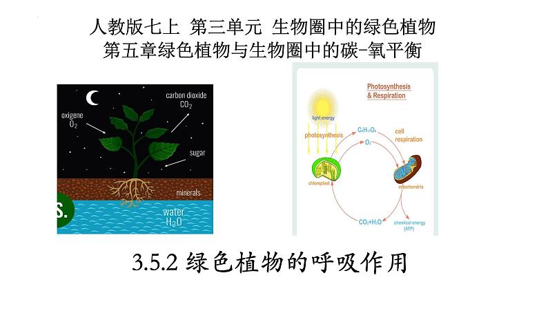 3.5.2 绿色植物的呼吸作用第1页