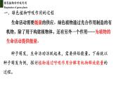 3.5.2+绿色植物的呼吸作用-【精华备课】2023-2024学年七年级生物上册同步教学课件（人教版）
