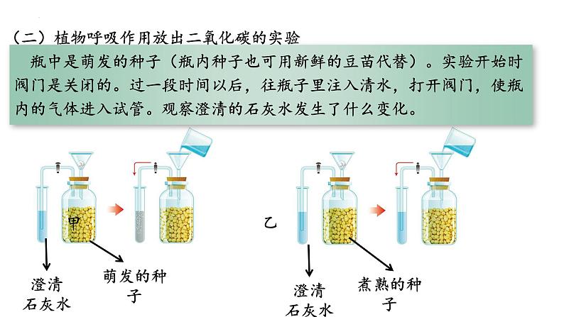 3.5.2 绿色植物的呼吸作用第7页