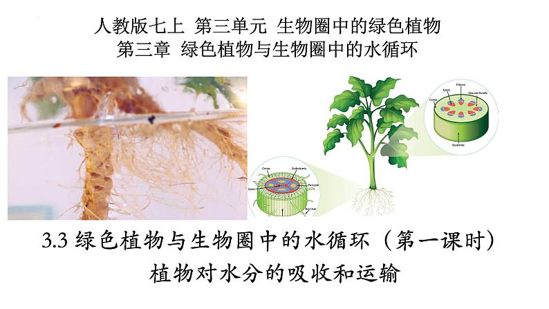 3.3+绿色植物与生物圈中的水循环（第一课时、根）-【精华备课】2023-2024学年七年级生物上册同步教学课件（人教版）01