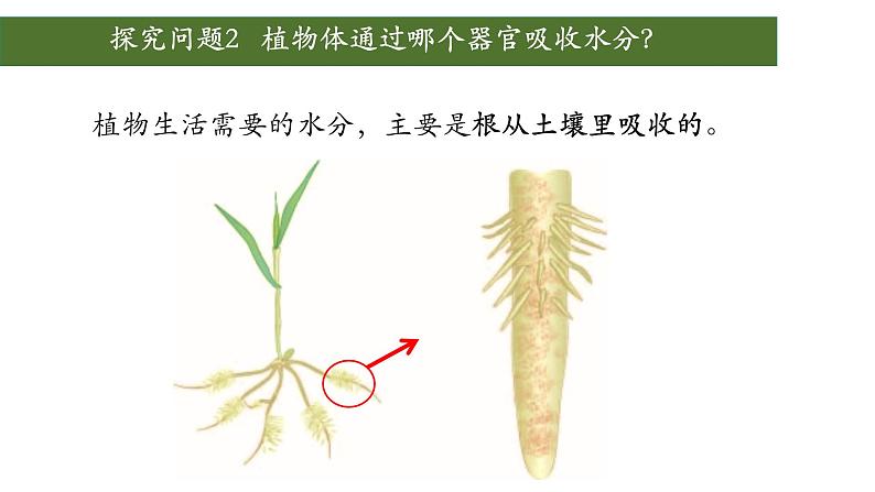 3.3+绿色植物与生物圈中的水循环（第一课时、根）-【精华备课】2023-2024学年七年级生物上册同步教学课件（人教版）04