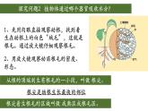 3.3+绿色植物与生物圈中的水循环（第一课时、根）-【精华备课】2023-2024学年七年级生物上册同步教学课件（人教版）