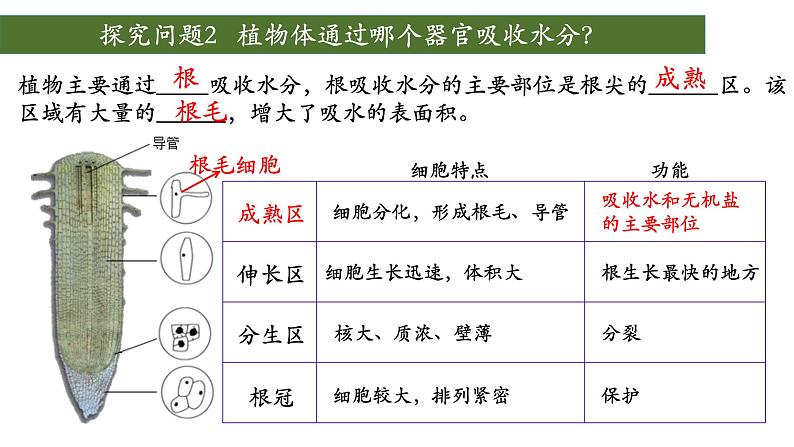 3.3+绿色植物与生物圈中的水循环（第一课时、根）-【精华备课】2023-2024学年七年级生物上册同步教学课件（人教版）07