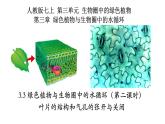 3.3+绿色植物与生物圈中的水循环（第二课时、叶）-【精华备课】2023-2024学年七年级生物上册同步教学课件（人教版）