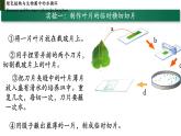 3.3+绿色植物与生物圈中的水循环（第二课时、叶）-【精华备课】2023-2024学年七年级生物上册同步教学课件（人教版）