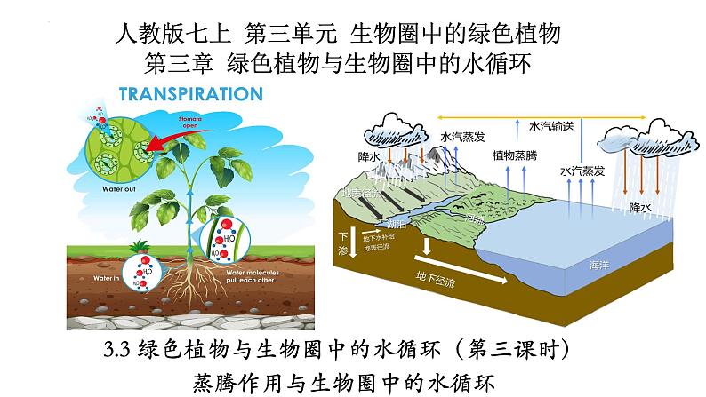 3.3+绿色植物与生物圈中的水循环（第三课时、蒸腾作用）-【精华备课】2023-2024学年七年级生物上册同步教学课件（人教版）01