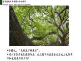 3.3+绿色植物与生物圈中的水循环（第三课时、蒸腾作用）-【精华备课】2023-2024学年七年级生物上册同步教学课件（人教版）