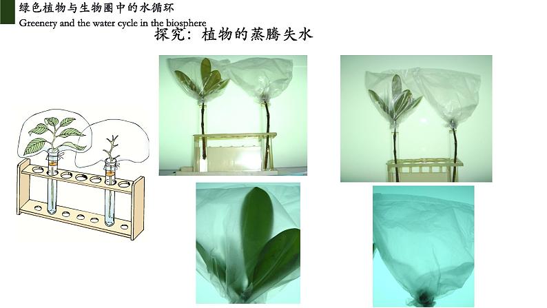 3.3+绿色植物与生物圈中的水循环（第三课时、蒸腾作用）-【精华备课】2023-2024学年七年级生物上册同步教学课件（人教版）04