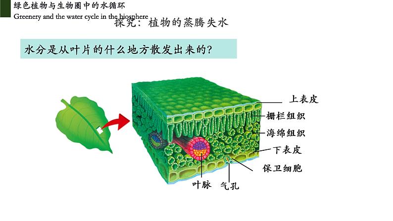 3.3+绿色植物与生物圈中的水循环（第三课时、蒸腾作用）-【精华备课】2023-2024学年七年级生物上册同步教学课件（人教版）06