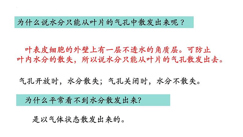 3.3+绿色植物与生物圈中的水循环（第三课时、蒸腾作用）-【精华备课】2023-2024学年七年级生物上册同步教学课件（人教版）07