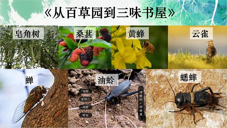 1.1.2 调查周边环境中的生物-【新课标】2023-2024学年七年级生物上册精选课件（人教版）04