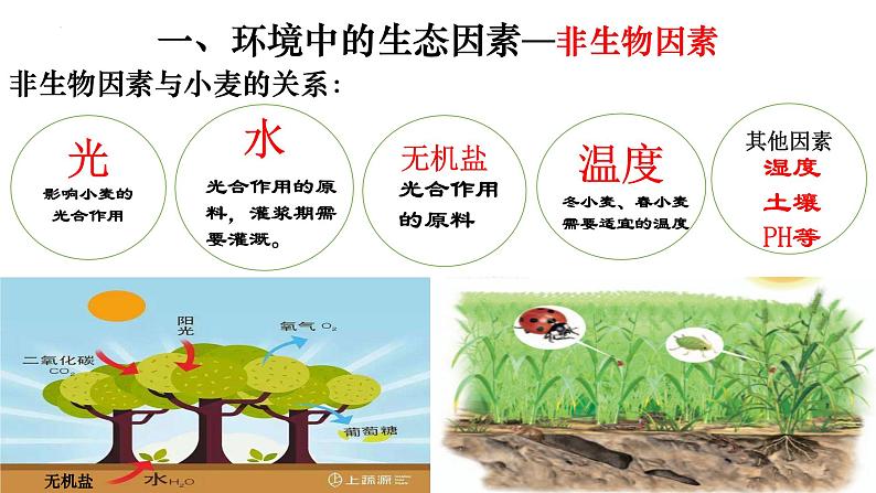 1.2.1 生物与环境的关系-【新课标】2023-2024学年七年级生物上册精选课件（人教版）05