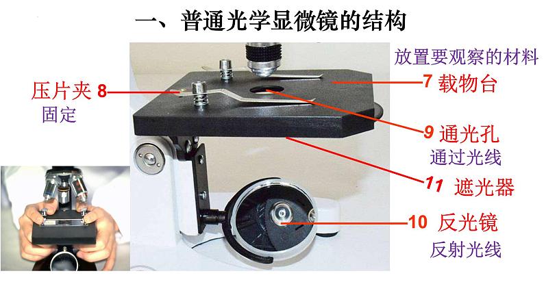 2.1.1 练习使用显微镜-【新课标】2023-2024学年七年级生物上册精选课件（人教版）08