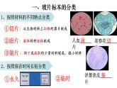 2.1.2 植物细胞-【新课标】2023-2024学年七年级生物上册精选课件（人教版）