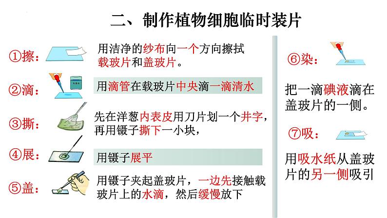 2.1.2 植物细胞-【新课标】2023-2024学年七年级生物上册精选课件（人教版）第6页