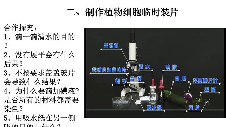 2.1.2 植物细胞-【新课标】2023-2024学年七年级生物上册精选课件（人教版）第7页