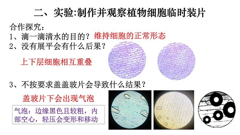 2.1.2 植物细胞-【新课标】2023-2024学年七年级生物上册精选课件（人教版）第8页