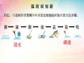 2.1.3 动物细胞-【新课标】2023-2024学年七年级生物上册精选课件（人教版）