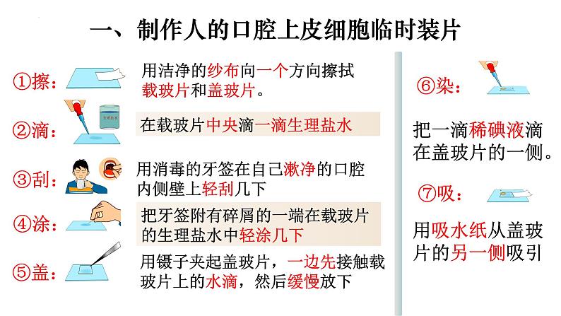 2.1.3 动物细胞-【新课标】2023-2024学年七年级生物上册精选课件（人教版）第4页