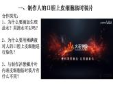 2.1.3 动物细胞-【新课标】2023-2024学年七年级生物上册精选课件（人教版）