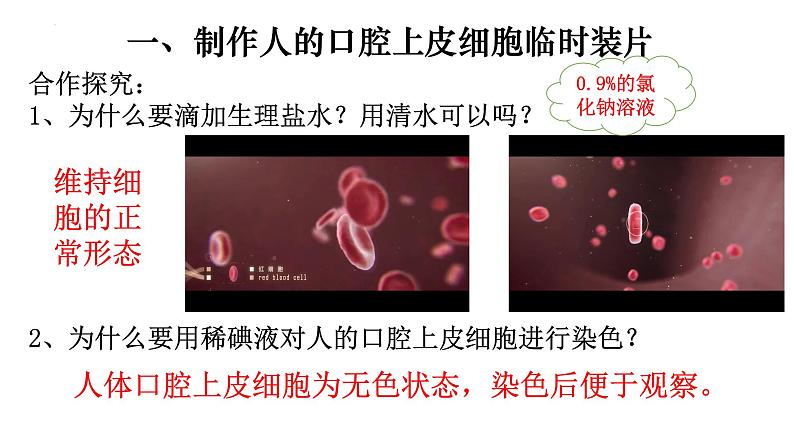 2.1.3 动物细胞-【新课标】2023-2024学年七年级生物上册精选课件（人教版）第6页