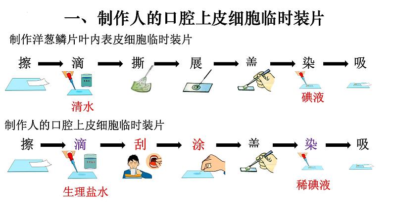 2.1.3 动物细胞-【新课标】2023-2024学年七年级生物上册精选课件（人教版）第7页