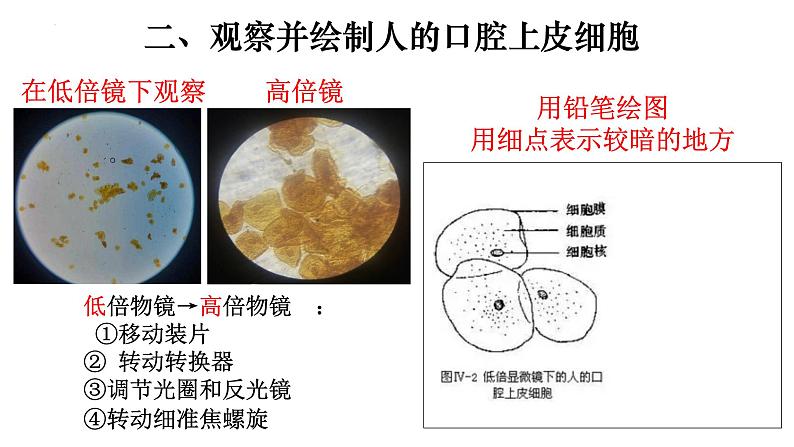 2.1.3 动物细胞-【新课标】2023-2024学年七年级生物上册精选课件（人教版）第8页