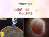 2.2.1 细胞通过分裂产生新细胞-【新课标】2023-2024学年七年级生物上册精选课件（人教版）
