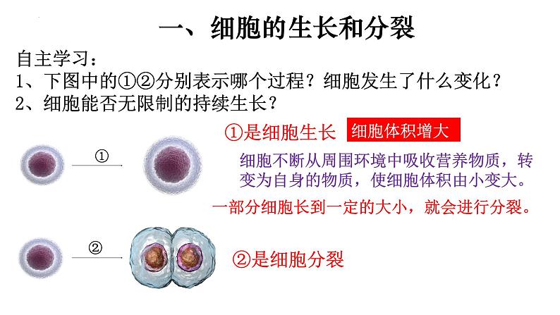 2.2.1 细胞通过分裂产生新细胞-【新课标】2023-2024学年七年级生物上册精选课件（人教版）第3页