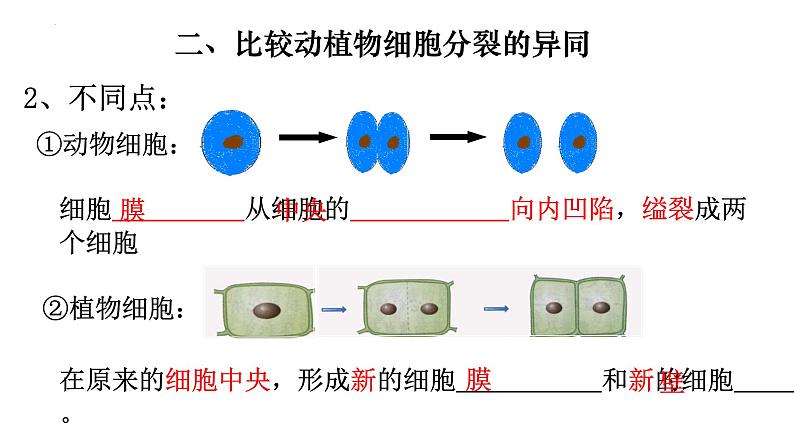 2.2.1 细胞通过分裂产生新细胞-【新课标】2023-2024学年七年级生物上册精选课件（人教版）第5页