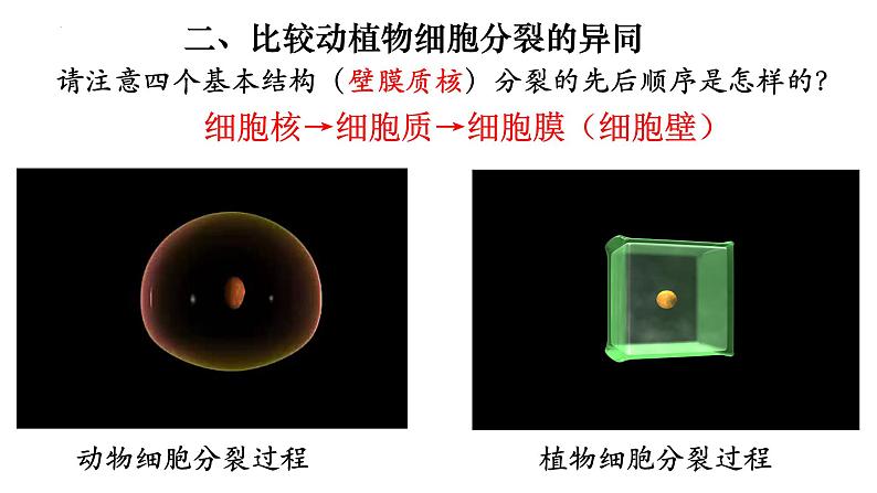 2.2.1 细胞通过分裂产生新细胞-【新课标】2023-2024学年七年级生物上册精选课件（人教版）第6页