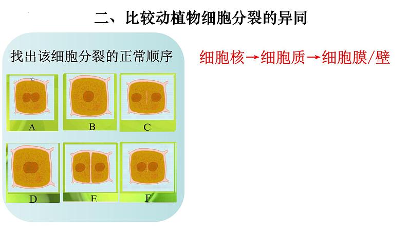 2.2.1 细胞通过分裂产生新细胞-【新课标】2023-2024学年七年级生物上册精选课件（人教版）第7页