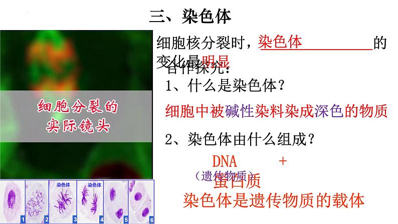 2.2.1 细胞通过分裂产生新细胞-【新课标】2023-2024学年七年级生物上册精选课件（人教版）第8页