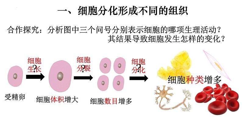 2.2.2 动物体的结构层次-【新课标】2023-2024学年七年级生物上册精选课件（人教版）第3页