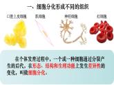 2.2.2 动物体的结构层次-【新课标】2023-2024学年七年级生物上册精选课件（人教版）