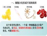 2.2.2 动物体的结构层次-【新课标】2023-2024学年七年级生物上册精选课件（人教版）