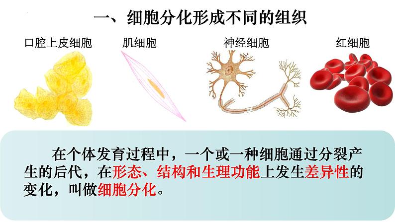 2.2.2 动物体的结构层次-【新课标】2023-2024学年七年级生物上册精选课件（人教版）第4页