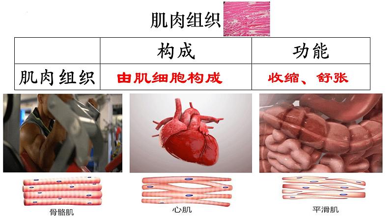 2.2.2 动物体的结构层次-【新课标】2023-2024学年七年级生物上册精选课件（人教版）第8页