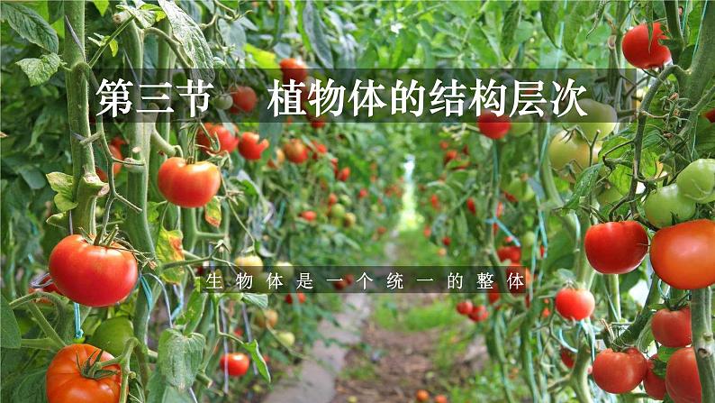 2.2.3 植物体的结构层次-【新课标】2023-2024学年七年级生物上册精选课件（人教版）第1页