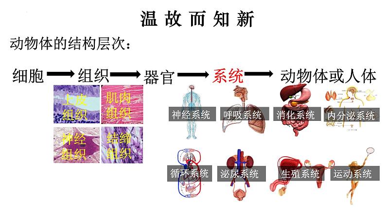 2.2.3 植物体的结构层次-【新课标】2023-2024学年七年级生物上册精选课件（人教版）第2页