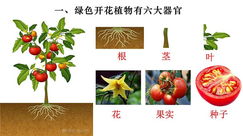 2.2.3 植物体的结构层次-【新课标】2023-2024学年七年级生物上册精选课件（人教版）第3页