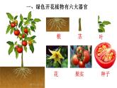 2.2.3 植物体的结构层次-【新课标】2023-2024学年七年级生物上册精选课件（人教版）