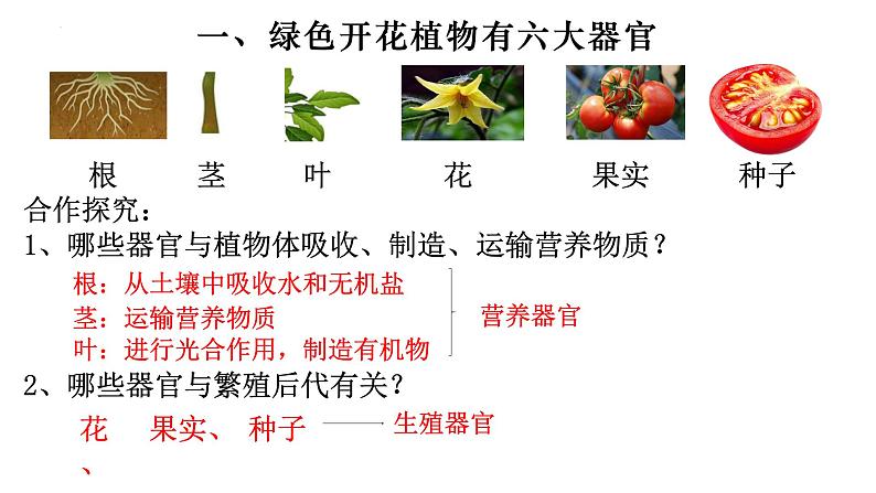 2.2.3 植物体的结构层次-【新课标】2023-2024学年七年级生物上册精选课件（人教版）第4页