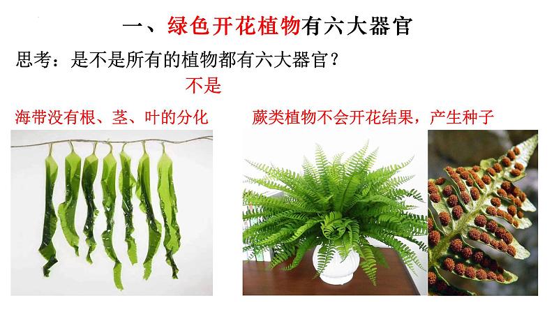 2.2.3 植物体的结构层次-【新课标】2023-2024学年七年级生物上册精选课件（人教版）第6页