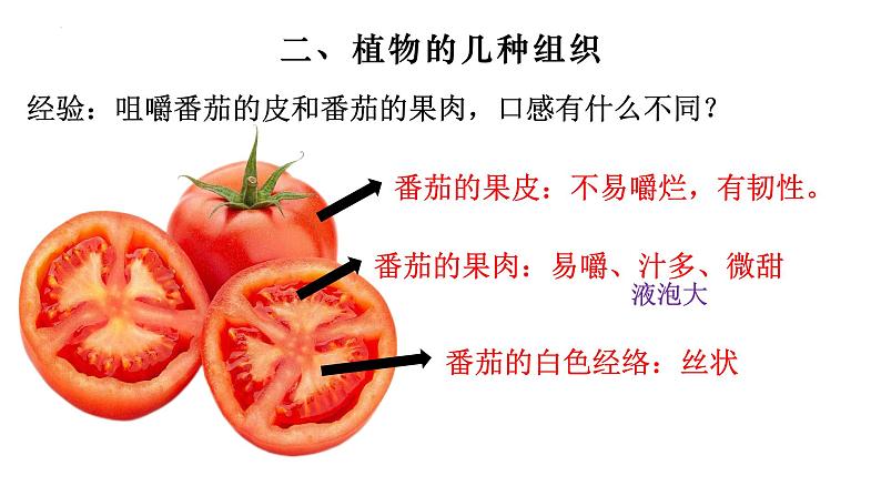 2.2.3 植物体的结构层次-【新课标】2023-2024学年七年级生物上册精选课件（人教版）第7页