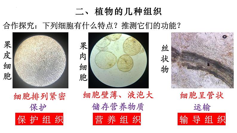 2.2.3 植物体的结构层次-【新课标】2023-2024学年七年级生物上册精选课件（人教版）第8页