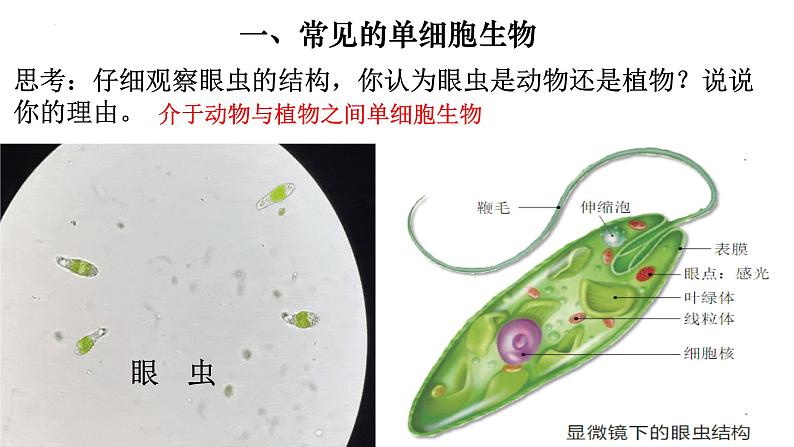 2.2.4 单细胞生物-【新课标】2023-2024学年七年级生物上册精选课件（人教版）第2页