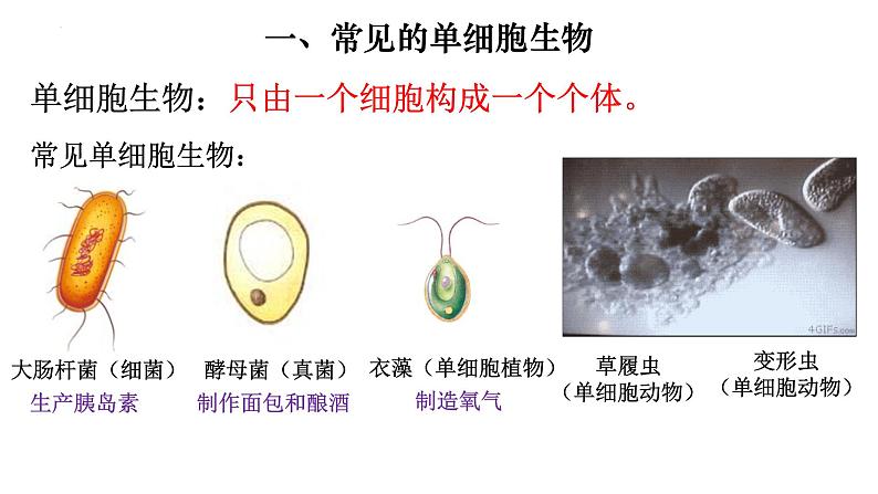 2.2.4 单细胞生物-【新课标】2023-2024学年七年级生物上册精选课件（人教版）第3页